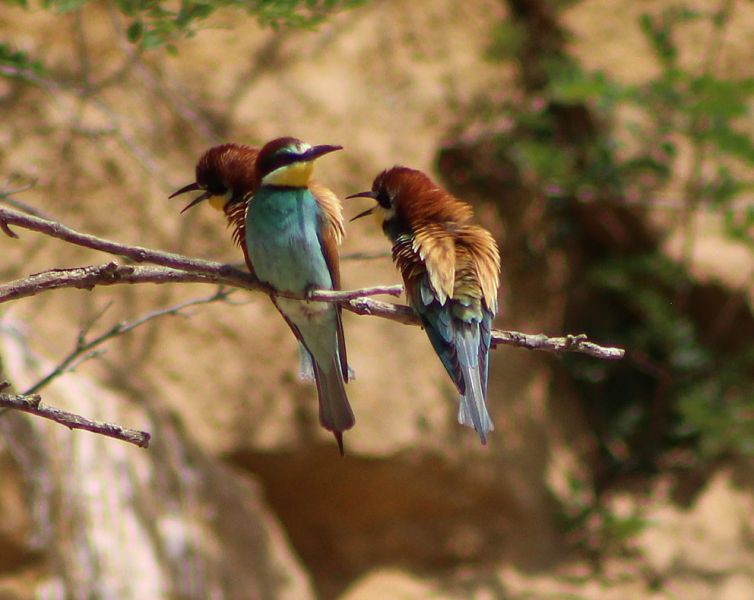 files/_uploads/2009_75_Nationalparks der Umgebung/Bienenfresser17.jpg