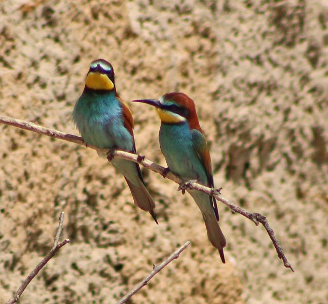 files/_uploads/2009_75_Nationalparks der Umgebung/Bienenfresser18.jpg