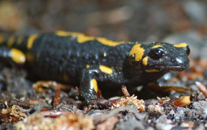 files/_uploads/2009_76_kleineAusfluegedaheim/Salamander1.jpg