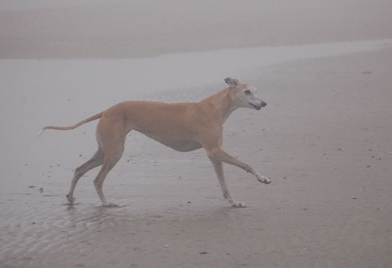 files/_uploads/2009_84_AusflugnachLioPiccolo/5HundestrandChoice2.jpg