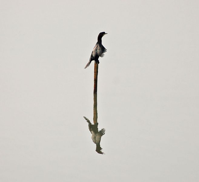 files/_uploads/2009_84_AusflugnachLioPiccolo/5Kormoran.jpg