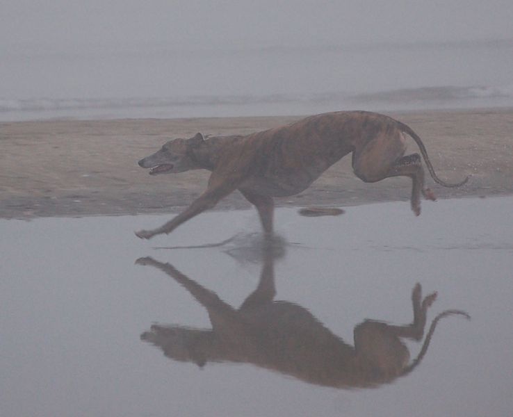 files/_uploads/2009_84_AusflugnachLioPiccolo/5hundestrand3.jpg