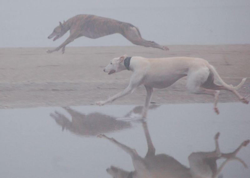 files/_uploads/2009_84_AusflugnachLioPiccolo/5hundestrand5.jpg