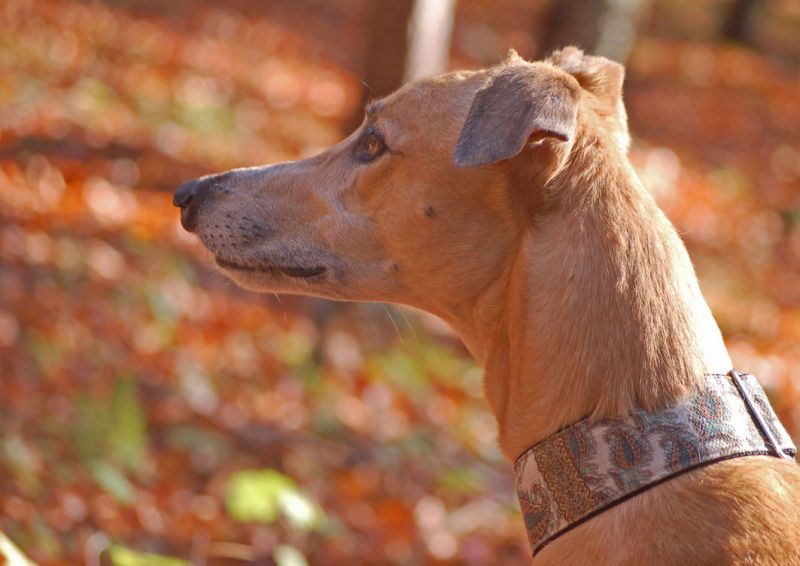 files/_uploads/2010_44_Herbstausfluege/Houdini2Herbst.jpg
