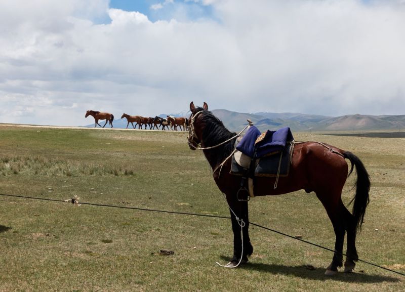 files/_uploads/2010_52l_Kyrgyzstan_d17/d17_AnbindungPferde.jpg