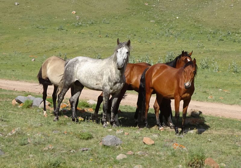 files/_uploads/2010_52o_Kyrgyzstan_d14/d14_AbrittWildpferde.jpg