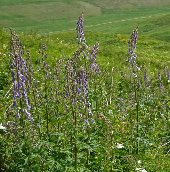 files/_uploads/2010_52o_Kyrgyzstan_d14/d14_Trail22Blumen.jpg