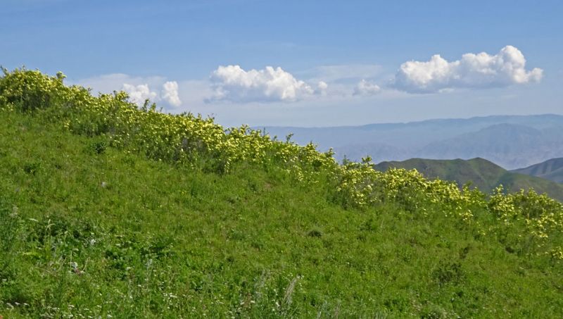 files/_uploads/2010_52o_Kyrgyzstan_d14/d14_Trail23Blumen.jpg