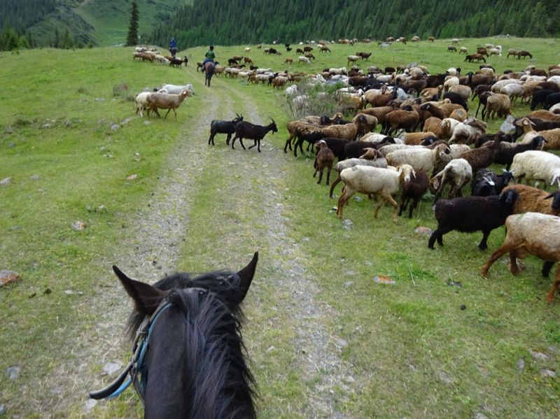 files/_uploads/2010_52p_Kyrgyzstan_d13/d13_NM4ZiegenSchafe.jpg