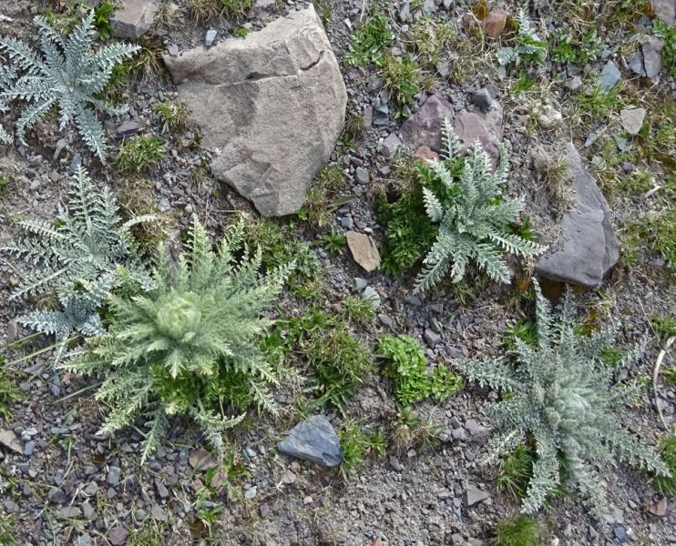 files/_uploads/2010_52p_Kyrgyzstan_d13/d13_Trail13Disteln.jpg