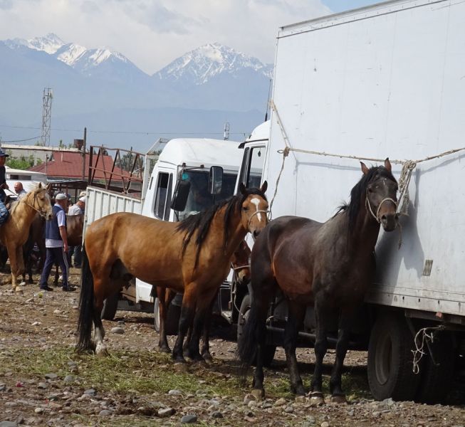 files/_uploads/2010_53a_Kyrgyzstan_d2/d2_Viehmarkt5.jpg