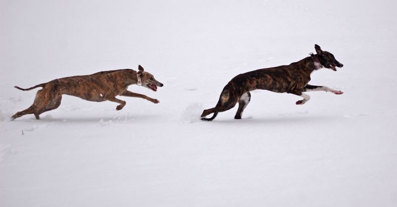 files/_uploads/2010_64_Firnschnee/AnnieBibi1.jpg