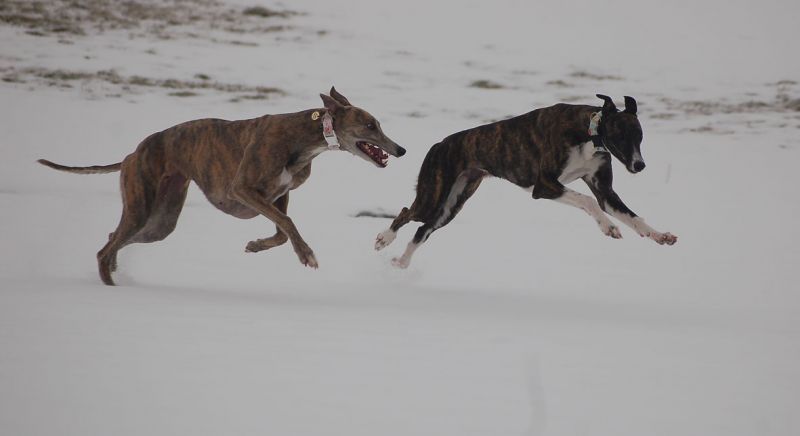 files/_uploads/2010_64_Firnschnee/AnnieBibi2.jpg