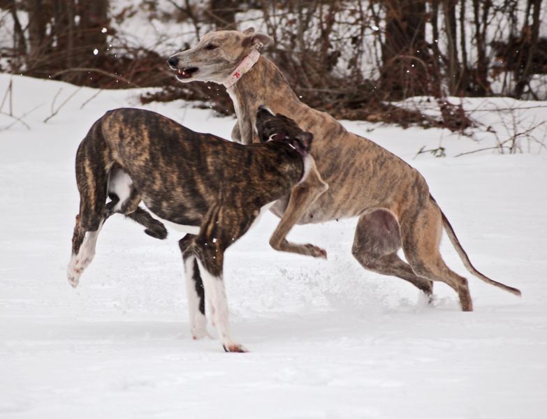 files/_uploads/2010_64_Firnschnee/AnnieBibi5.jpg