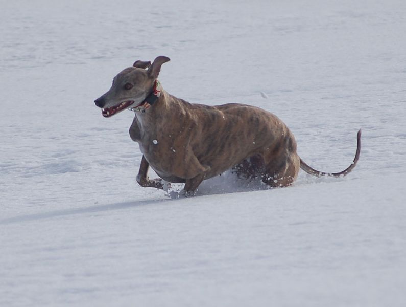 files/_uploads/2010_64_Firnschnee/Anniefetzt2.jpg