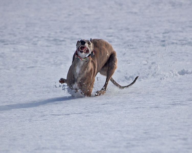 files/_uploads/2010_64_Firnschnee/Anniefetzt3.jpg