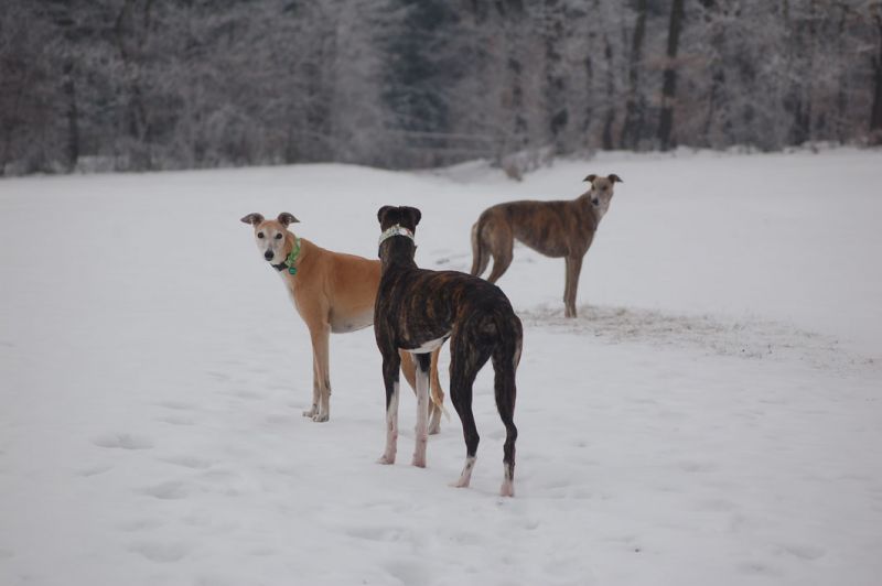 files/_uploads/2010_64_Firnschnee/alle_1.jpg