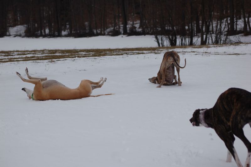 files/_uploads/2010_64_Firnschnee/wutzeln.jpg