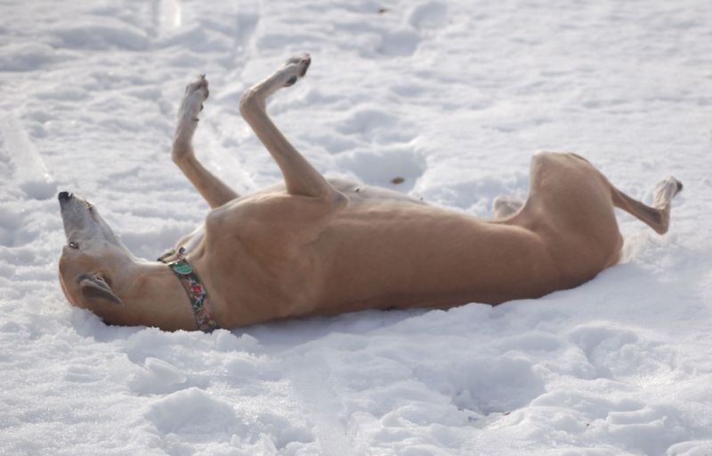 files/_uploads/2010_64_Firnschnee/wutzelnChoice1.jpg