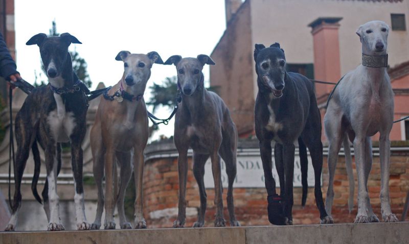 files/_uploads/2010_66_0_ItalyagainPartVenedig/alleHunde9.jpg