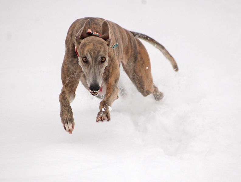 files/_uploads/2011_25_tieferWinter/Annie5.jpg