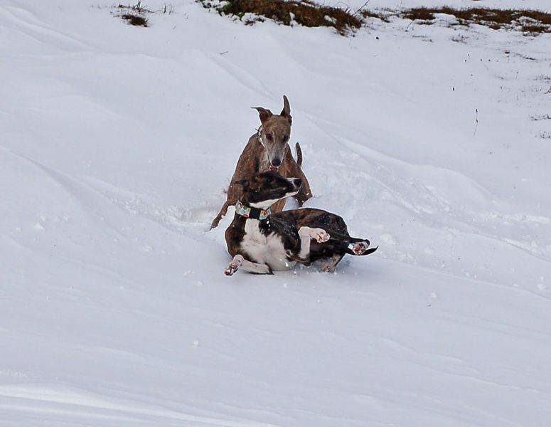 files/_uploads/2011_26_Raxwanderung/AnnieBibi6.jpg