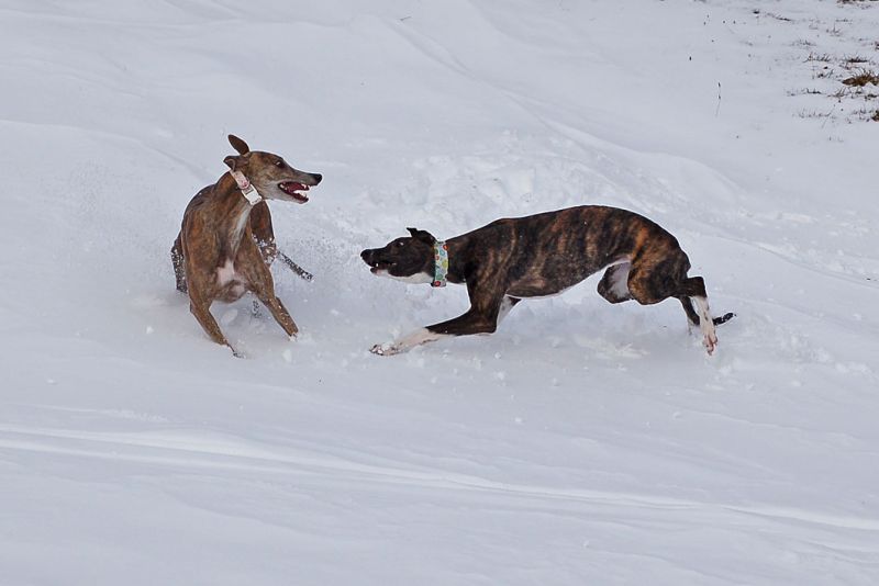 files/_uploads/2011_26_Raxwanderung/AnnieBibi8.jpg
