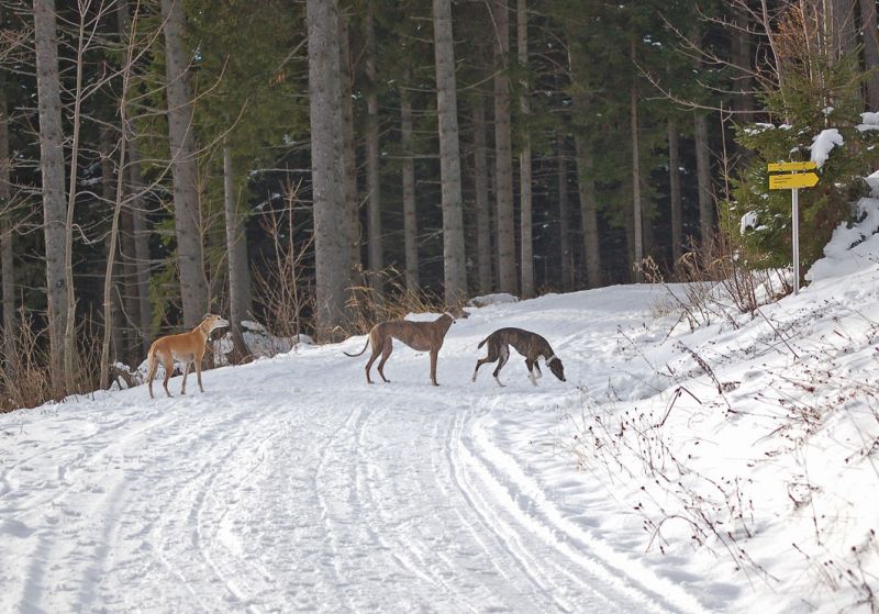 files/_uploads/2011_26_Raxwanderung/alle3_losgehts2.jpg