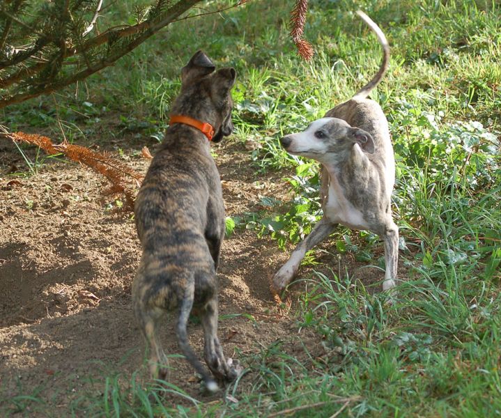 files/_uploads/2011_40_Woche11/BabalooWhippet.jpg