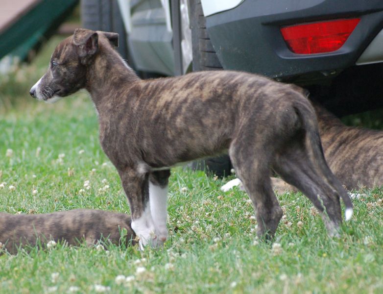 files/_uploads/2011_43_Woche8/3Bongo.jpg