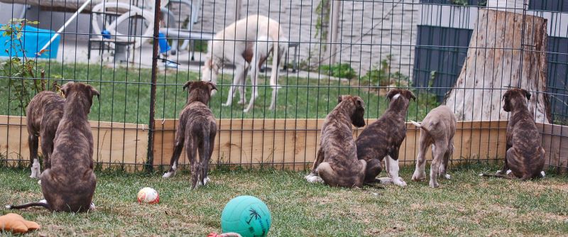 files/_uploads/2011_43_Woche8/WelpenGilbert.jpg