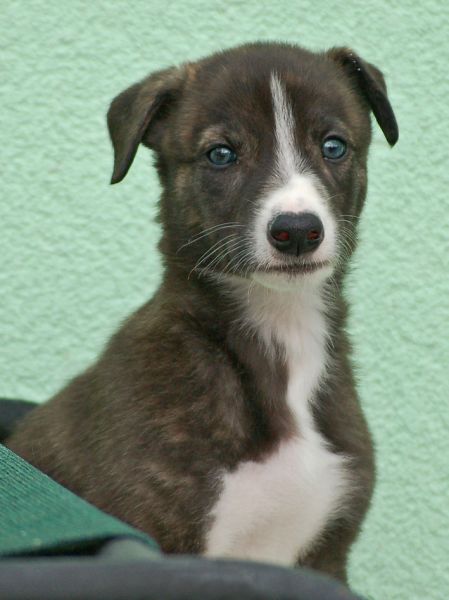 files/_uploads/2011_46_kWoche6/2Storchi.jpg