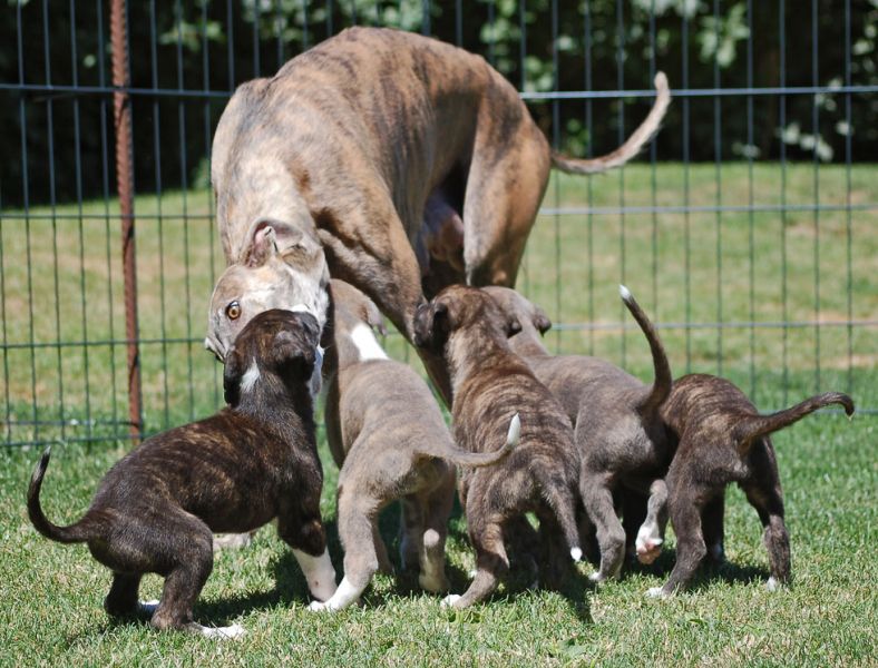 files/_uploads/2011_46_kWoche6/fiftyshadesofbrindle.jpg
