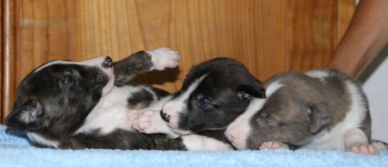 files/_uploads/2011_47_B_3.Woche/2bunteRueden.jpg