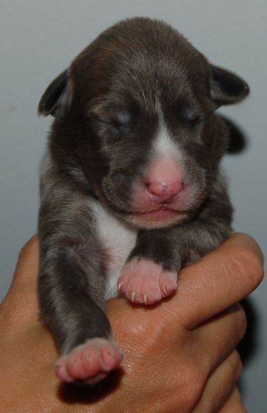 files/_uploads/2011_48_1.Woche/Hue3bluebrindle.jpg