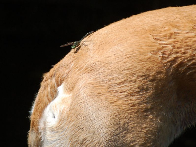 files/_uploads/2011_48_2.Woche/Libelle.jpg