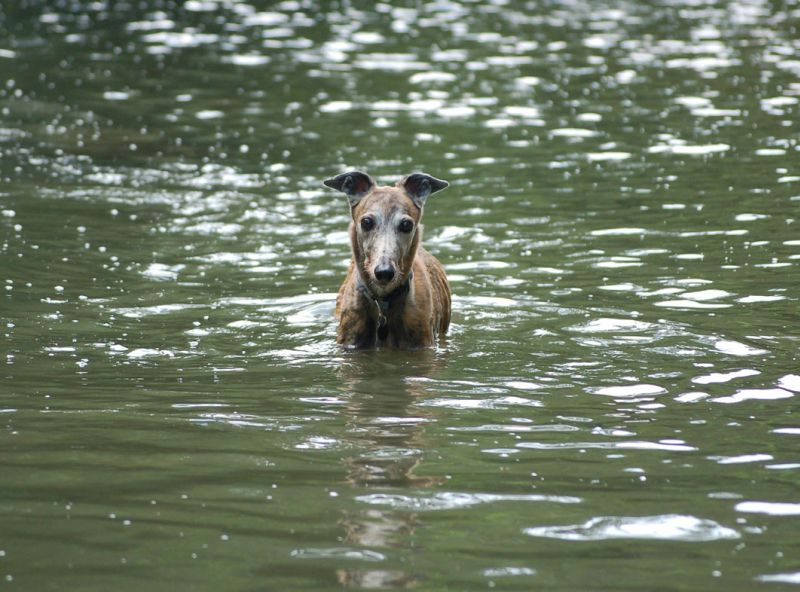 files/_uploads/2011_48_2.Woche/Wallaby.jpg