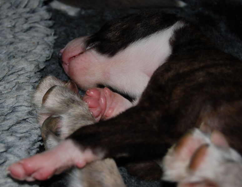 files/_uploads/2011_48_2.Woche/Welpen4.jpg