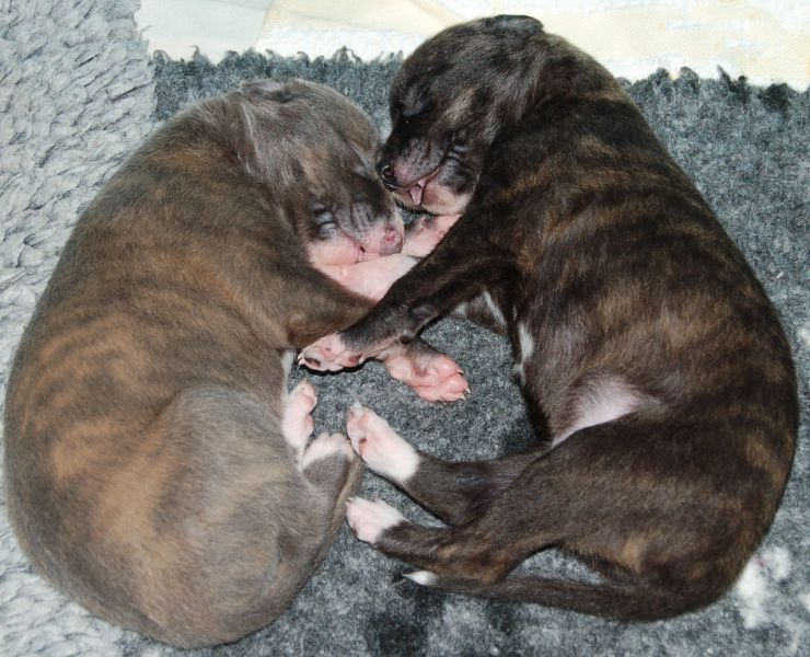 files/_uploads/2011_48_2.Woche/just-love.jpg