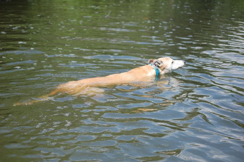 files/_uploads/2011_48_2.Woche/schwimmen.jpg