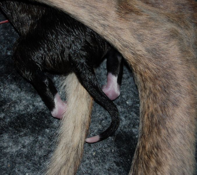 files/_uploads/2011_48_WillkommenimLeben/Welpenvohi.jpg