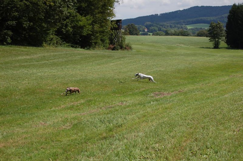 files/_uploads/2011_49_PandaAnnie/PandaAnnieRun5Stimmung.jpg