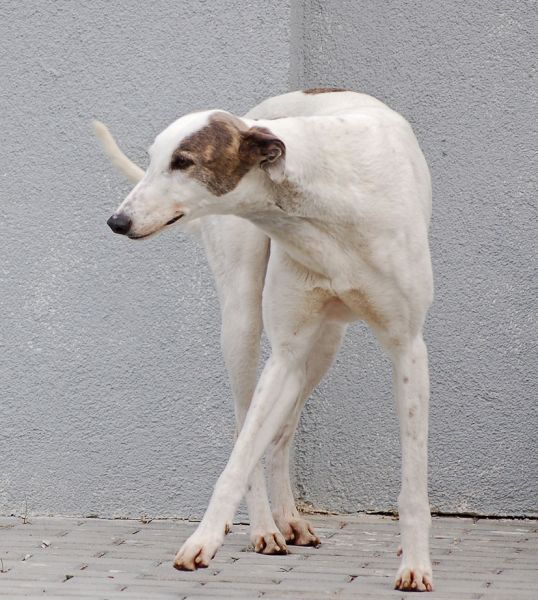 files/_uploads/2011_49_PandaAnnie/Spirit1.jpg