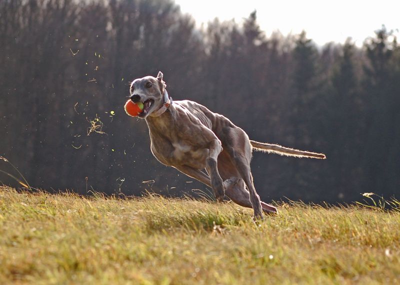 files/_uploads/2011_50_FruehlingimWinter/AnnieBall2.jpg