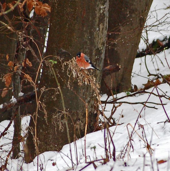 files/_uploads/2011_50_FruehlingimWinter/Dompfaff-Gimpel1.jpg
