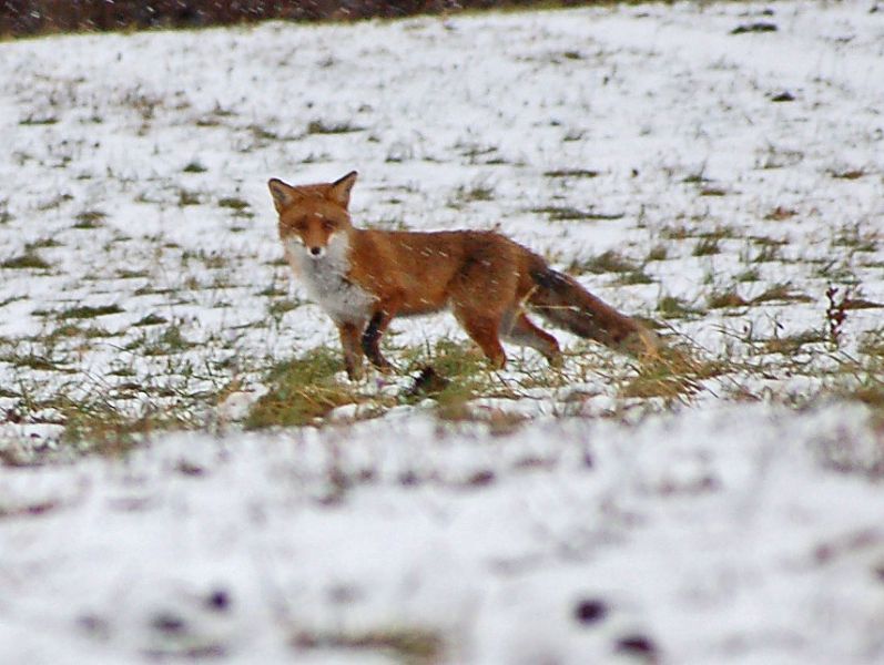 files/_uploads/2011_50_FruehlingimWinter/Fuchs1.jpg