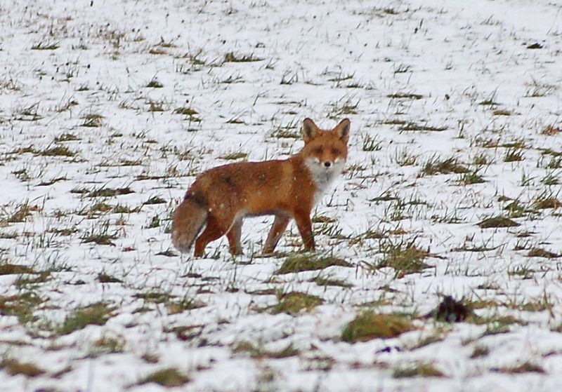 files/_uploads/2011_50_FruehlingimWinter/Fuchs3.jpg