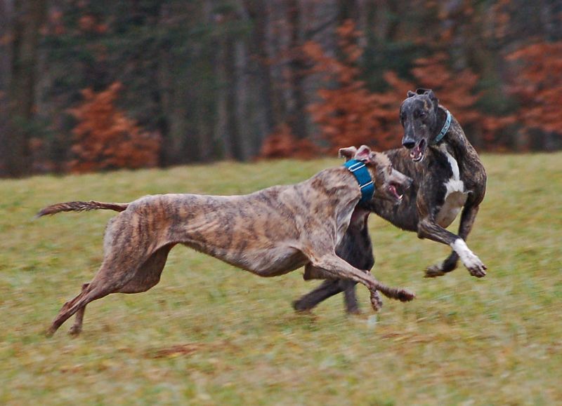 files/_uploads/2011_50_FruehlingimWinter/PinoAllie1.jpg