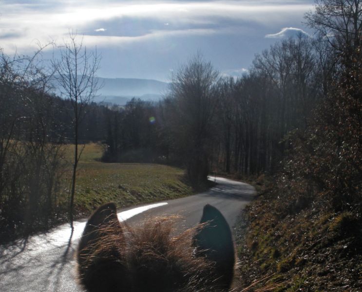 files/_uploads/2011_50_FruehlingimWinter/TimberOhren1.jpg