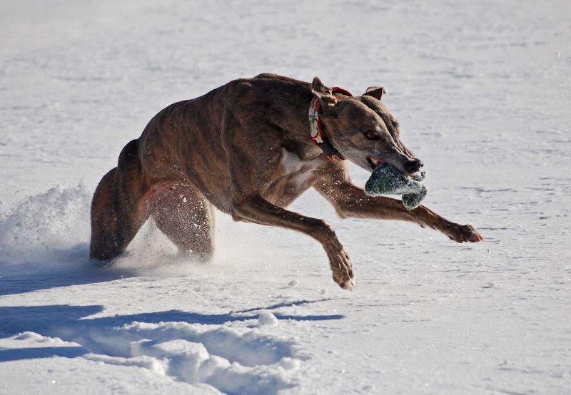 files/_uploads/2012_17_44_Schneevongestern/AnnieRun11.jpg